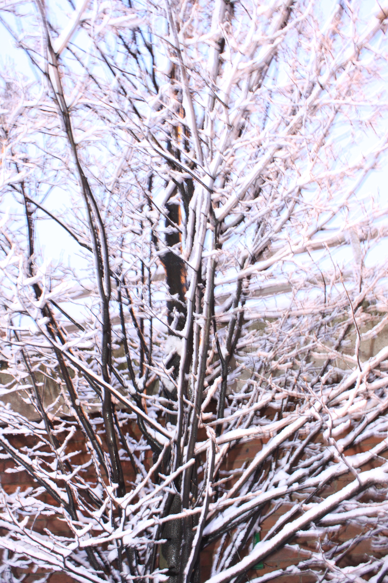 Snow snow snow!
