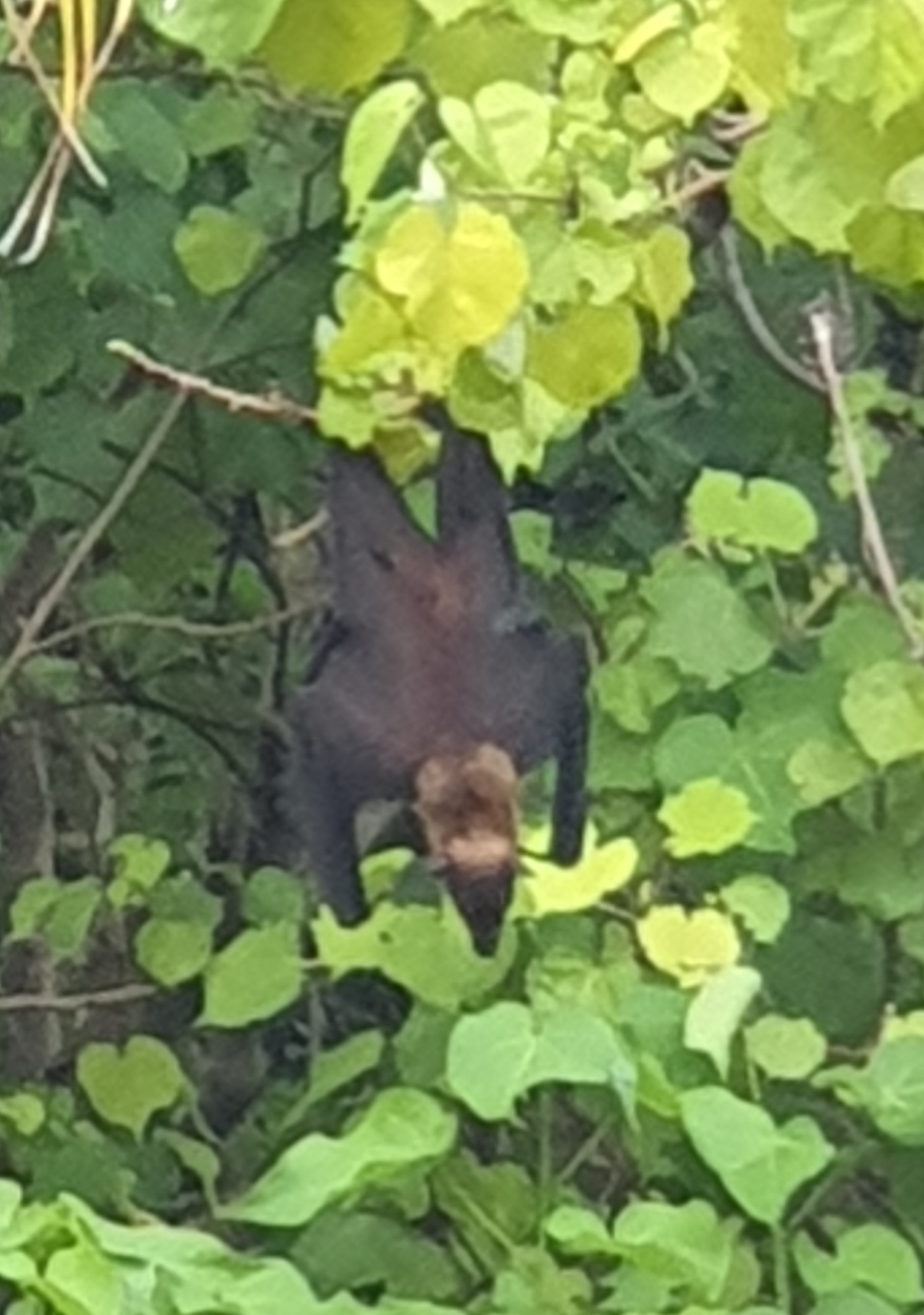 Flying Fox in the Maldives