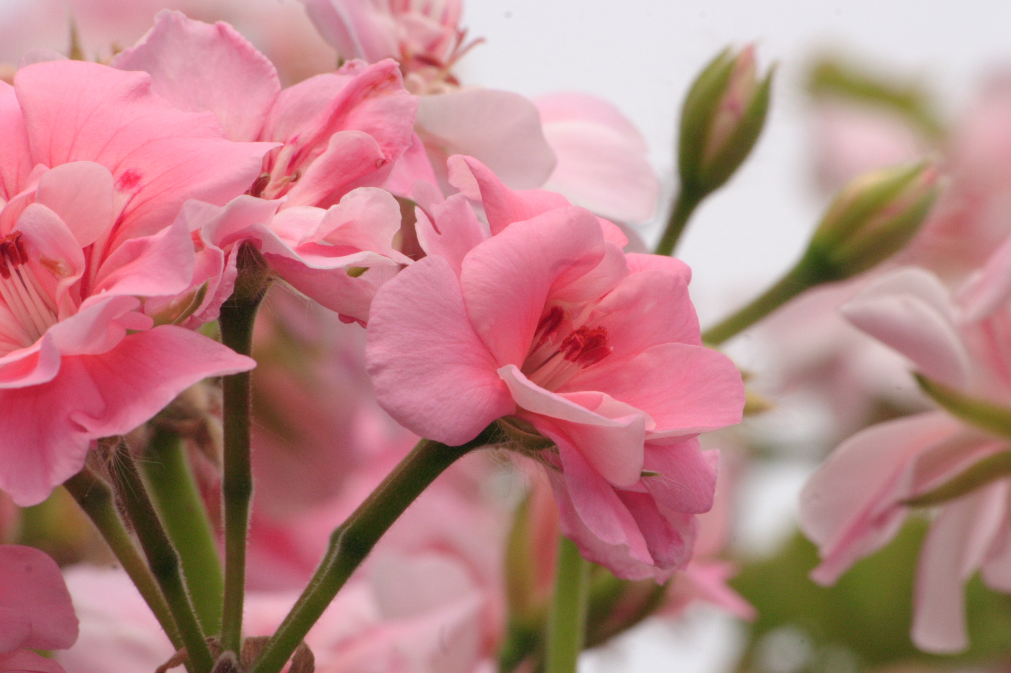Flowers in my Grandads garden