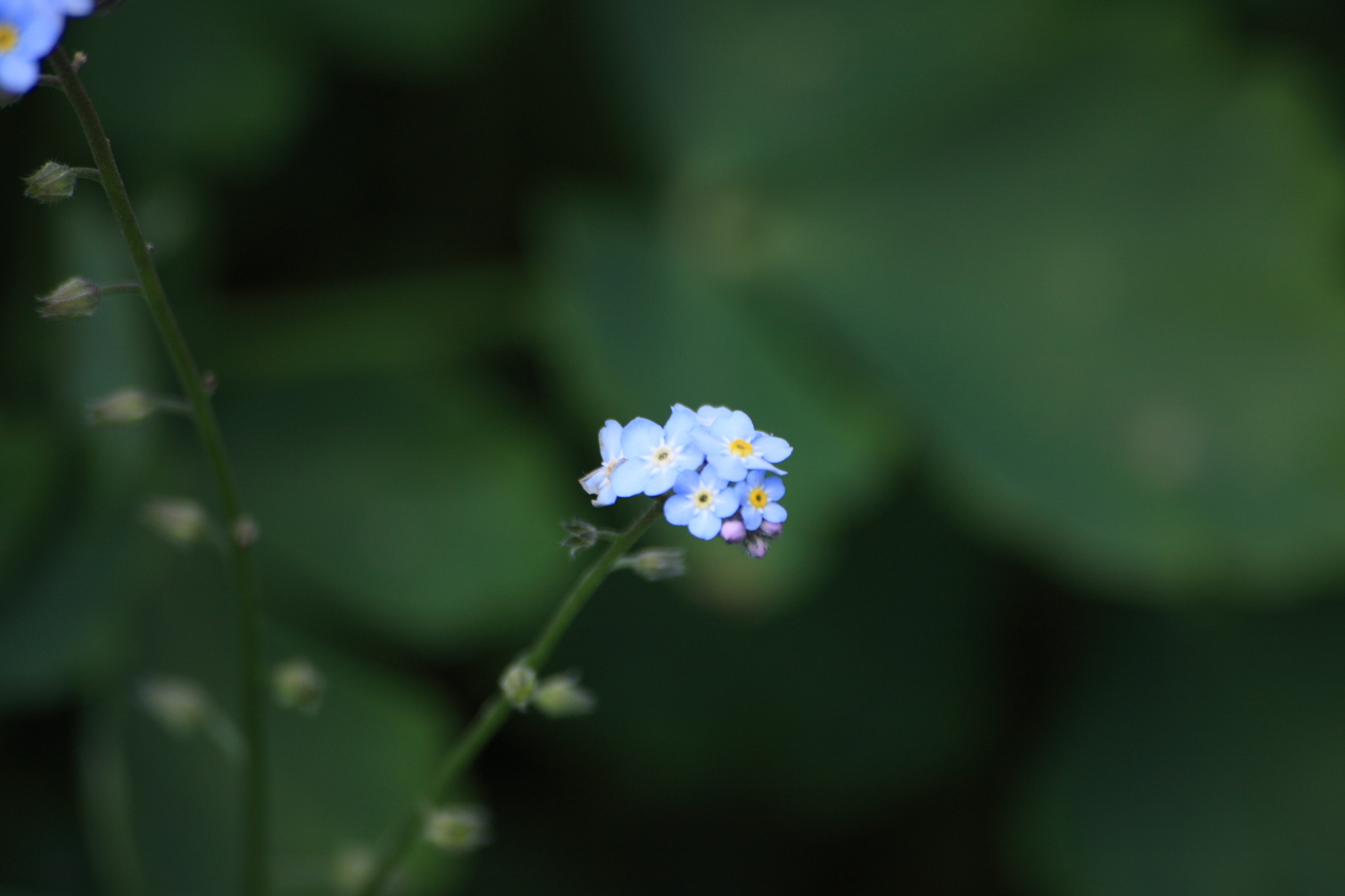 Flowers in my Grandads garden