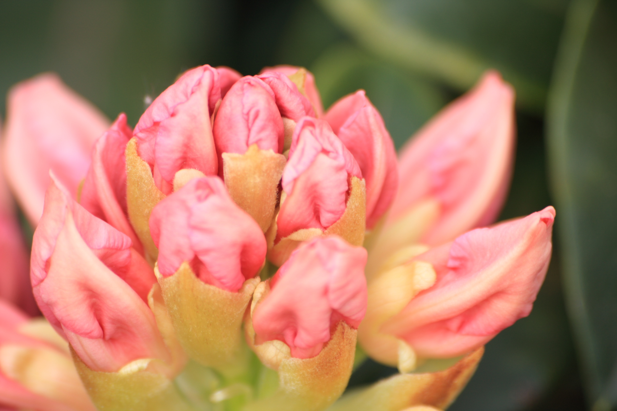 Flowers in my Grandads garden