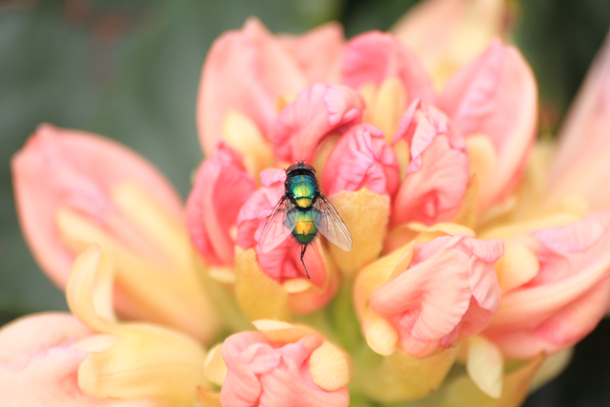 Fly on a flower.