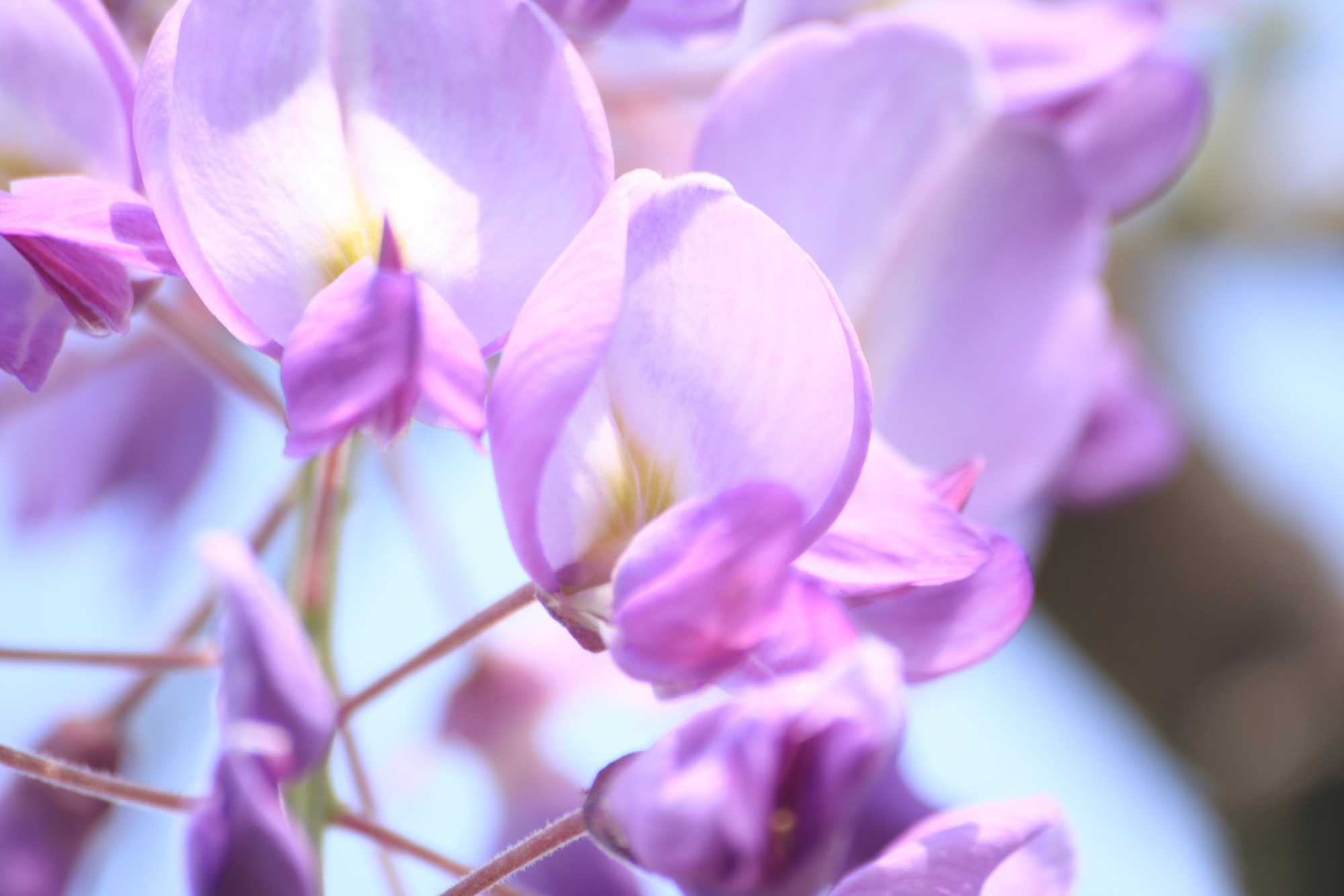 Flowers in my Grandads garden