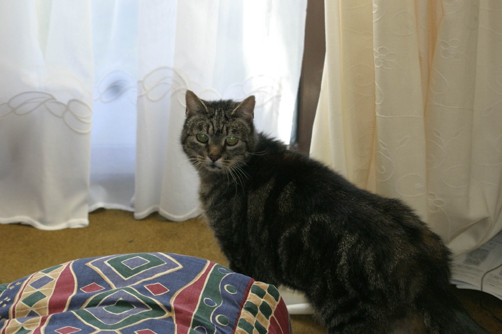 My Cat Frodo