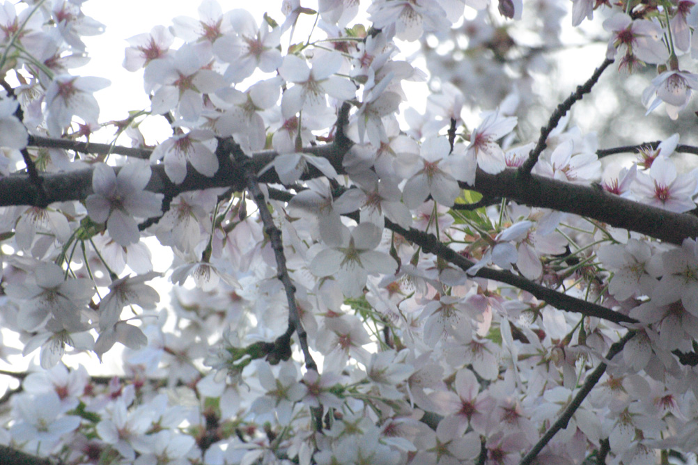 Blossom on a tree in Sefton Park Liverpool.