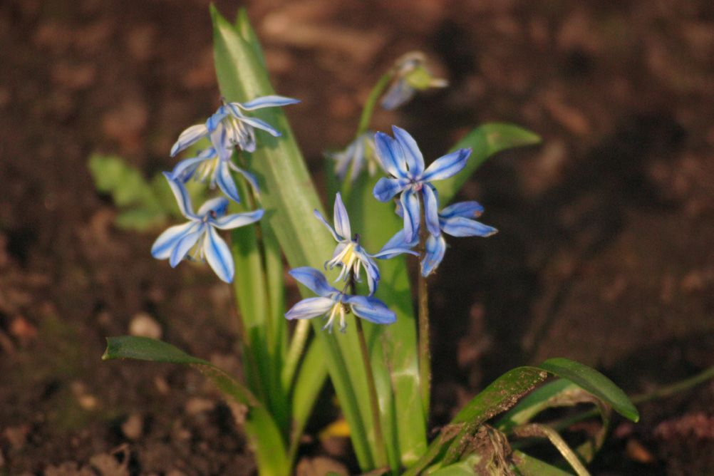 Flowers blooming in Sefton Park Liverpool.