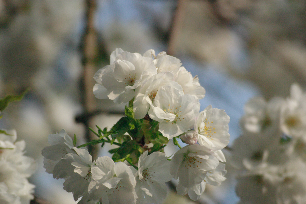 More blossom on a tree in Sefton Park Liverpool.