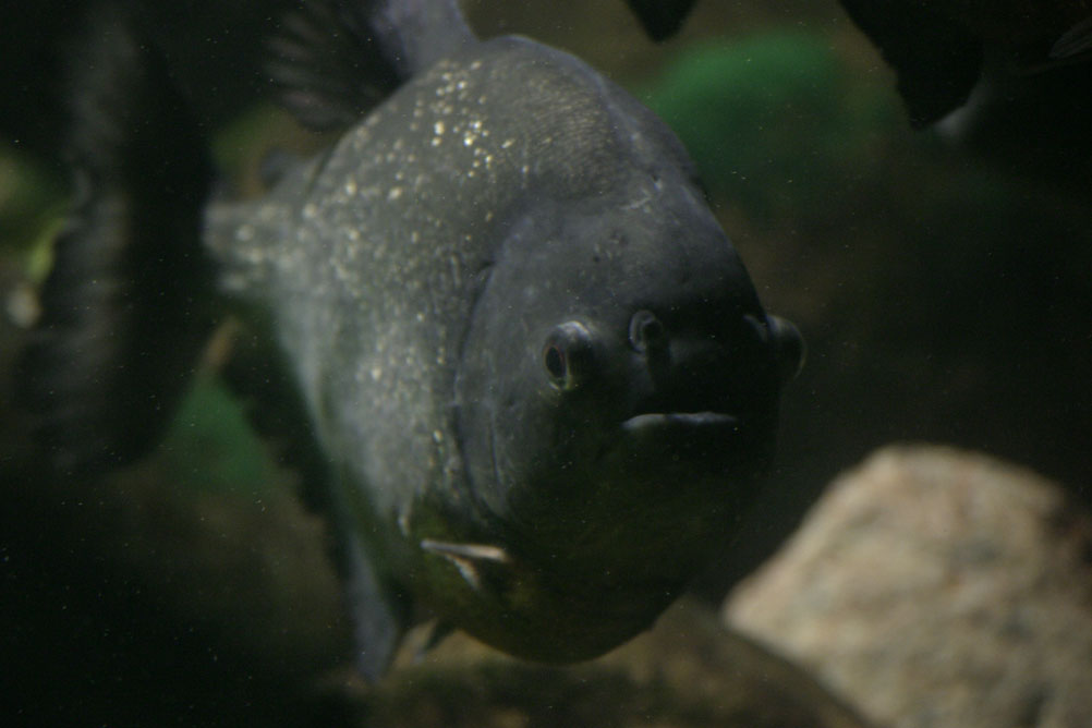 Close up of a Piranah in the aquarium of London Zoo.