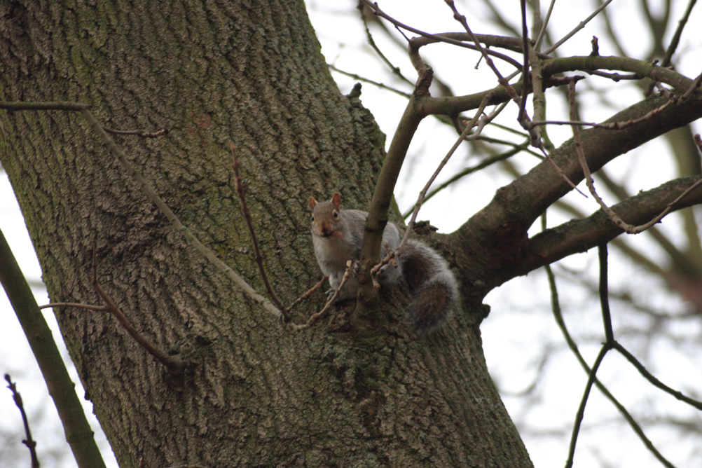 Squirrel in a branch in Whardown Park Luton.