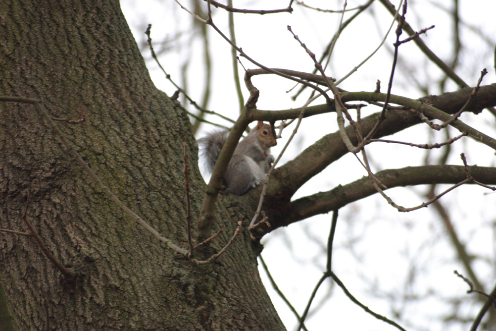 Squirrel in the branches of a tree in Whardown Park Luton.