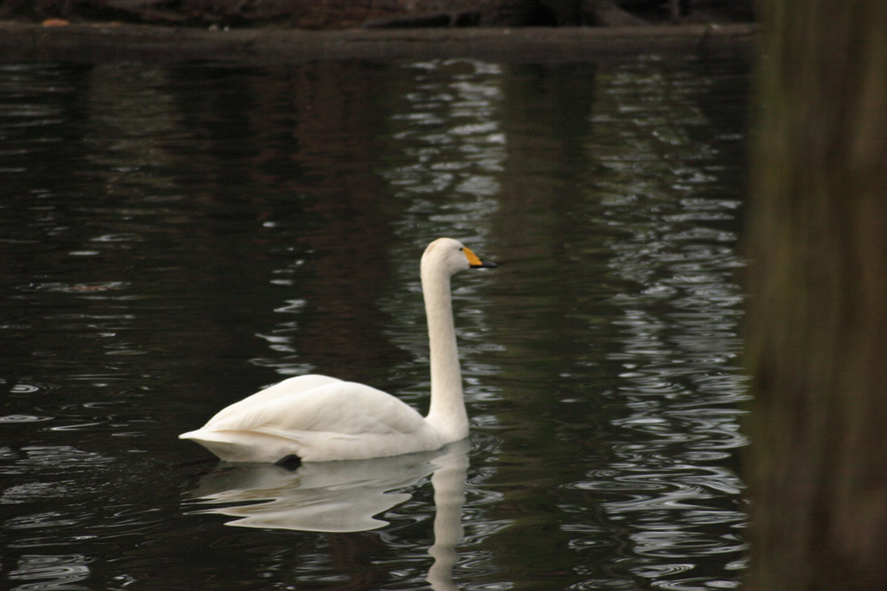 Swan on the boating lake in Whardown Park Luton
