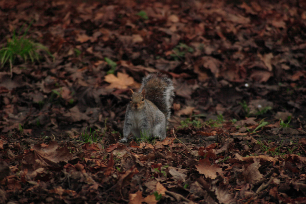 Squirrel looking on hopefully from the leaf litter in Whardown Park Luton.