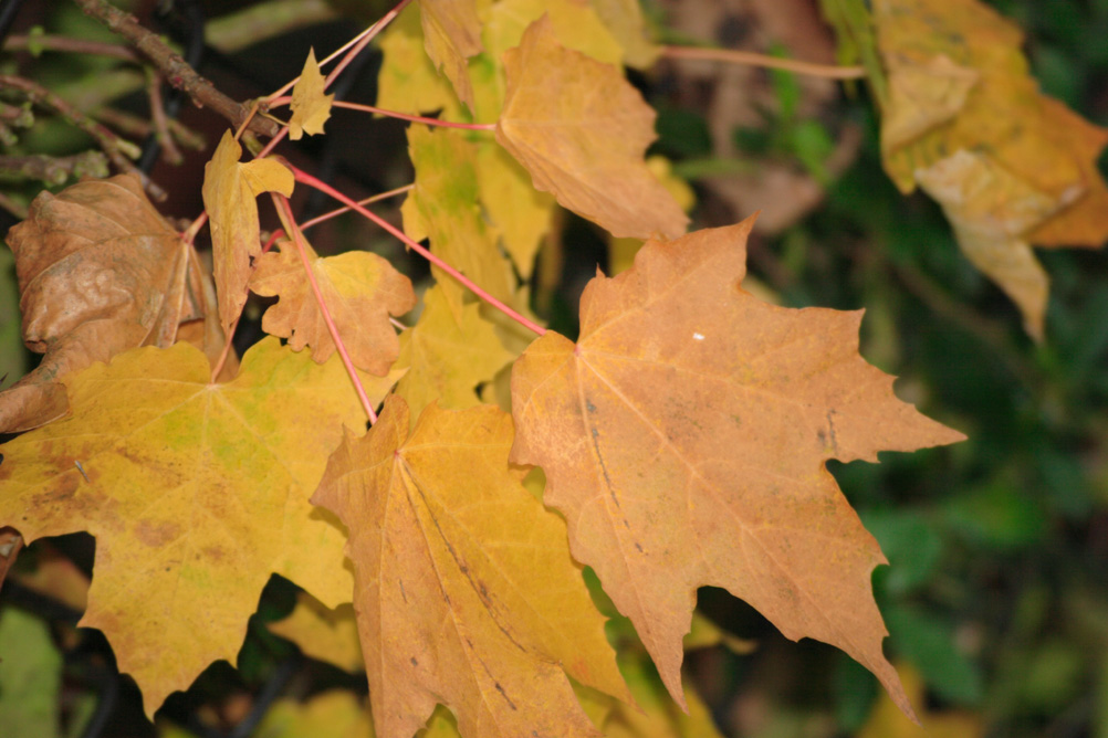 Golden leaves as Autumn takes hold in Whardown Park Luton.